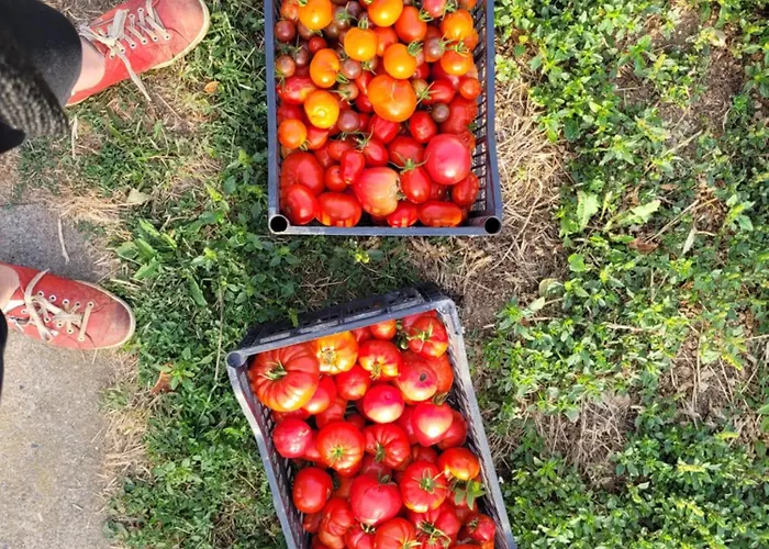 Couette-café La Maison Du Grand Mas Mouret